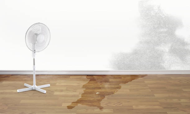 Best Water damage cleanup near me  in East Camden, AR